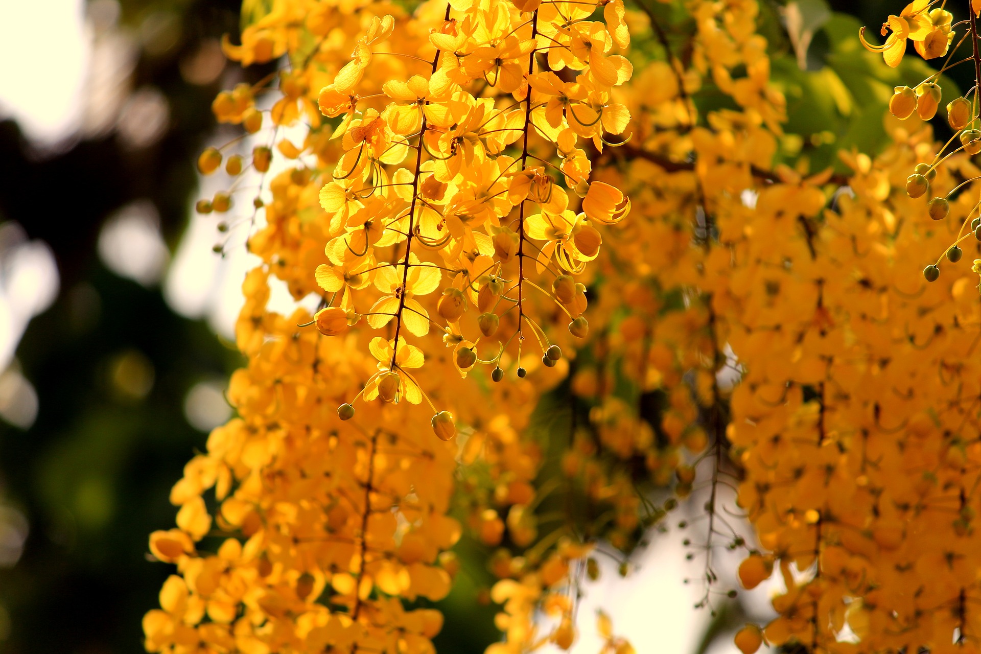 Осенний мотив