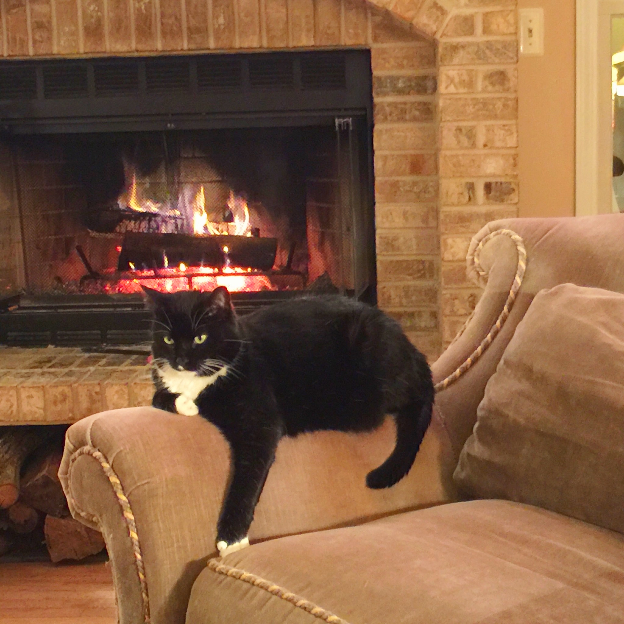 О чем думают коты...