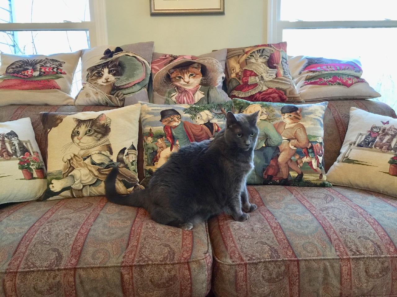 КОТЫ И НЕ КОТЫ