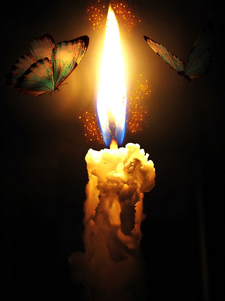 Про бабочек