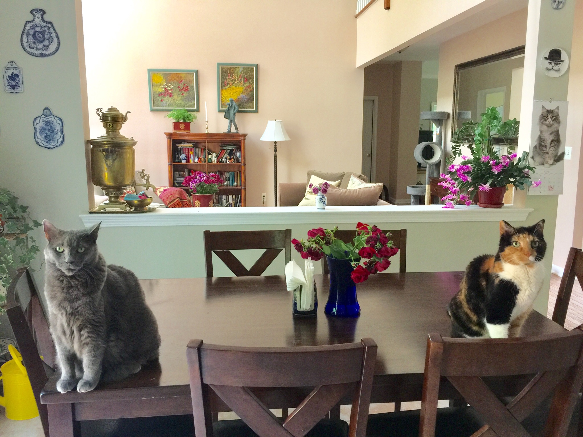 Кошки, кошки, кошки…